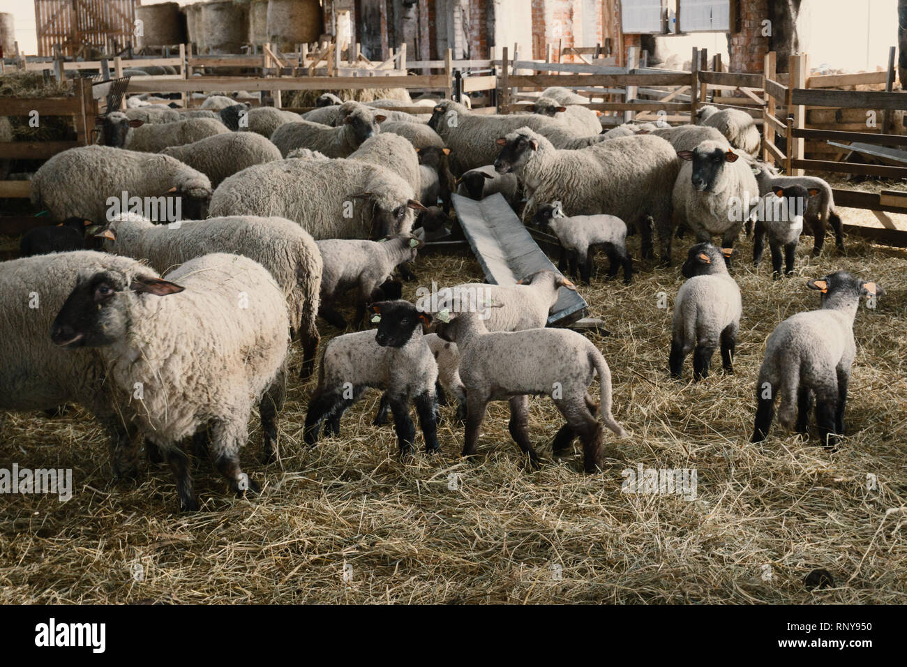 Small sheep shed full of baby sheeps in countryside Stock Photo