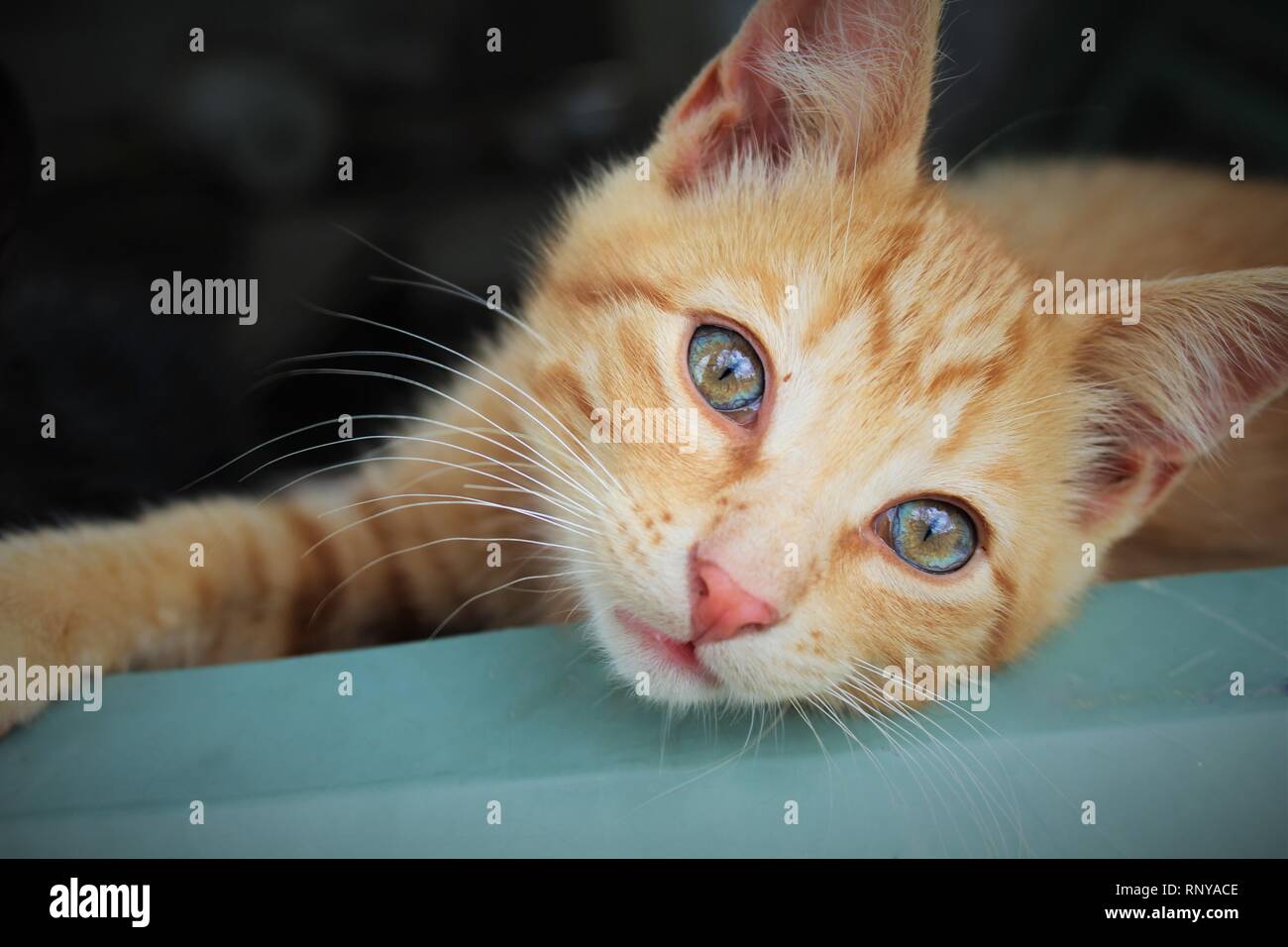 Orange male cat with blue eyes on a blue piece of metal. Stock Photo
