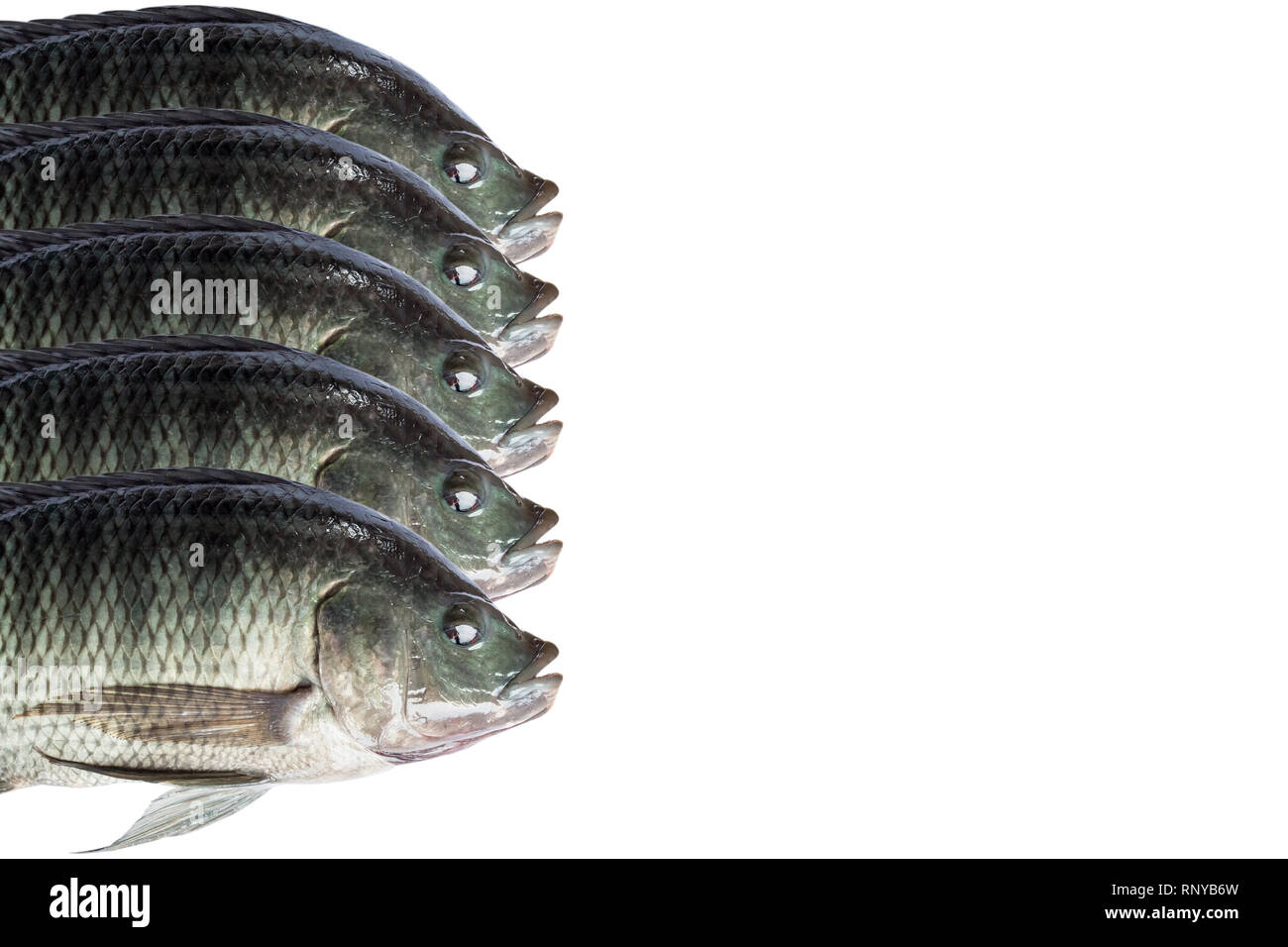 Tilapia fish head hires stock photography and images Alamy