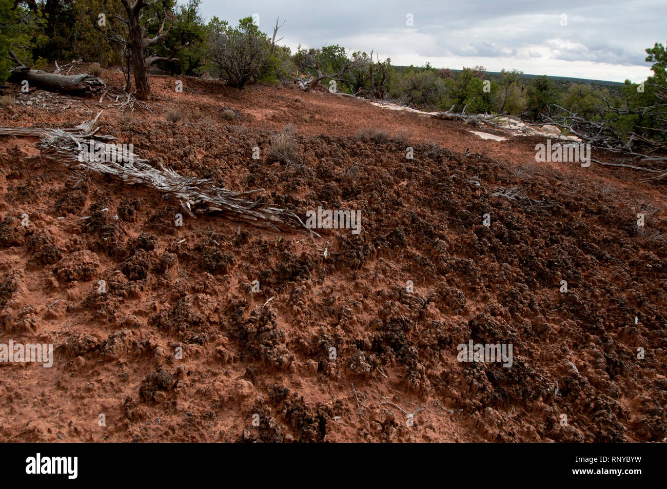 Cryptobiotic soil crust in Natural Bridges National Monument in southeast Utah Stock Photo