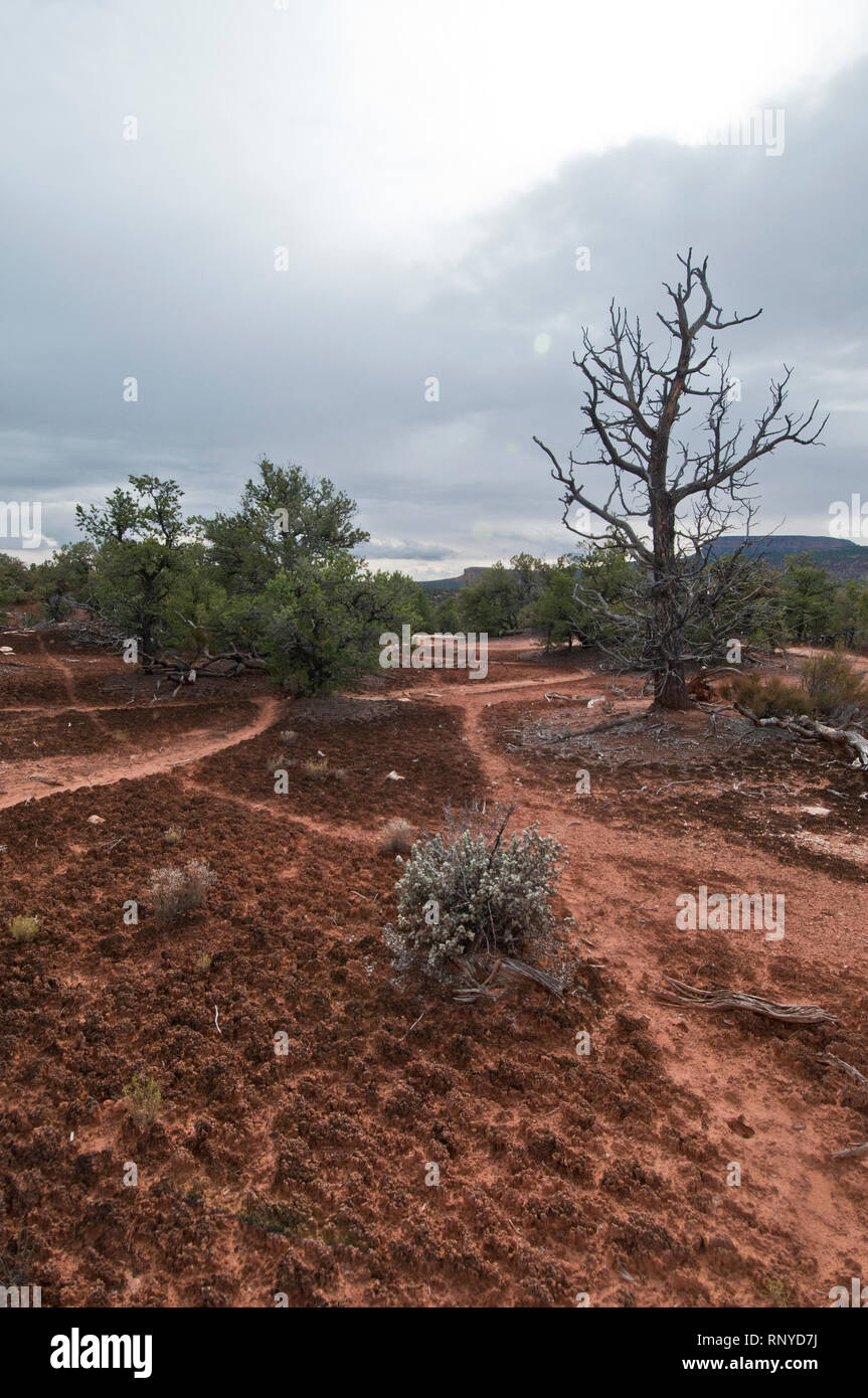 Cryptobiotic soil crust in Natural Bridges National Monument in southeast Utah Stock Photo