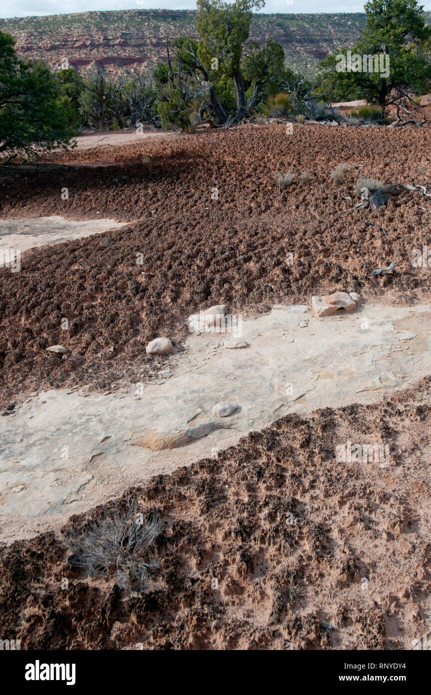 Cryptobiotic soil crust in Natural Bridges National Monument in southeast Utah Stock Photo