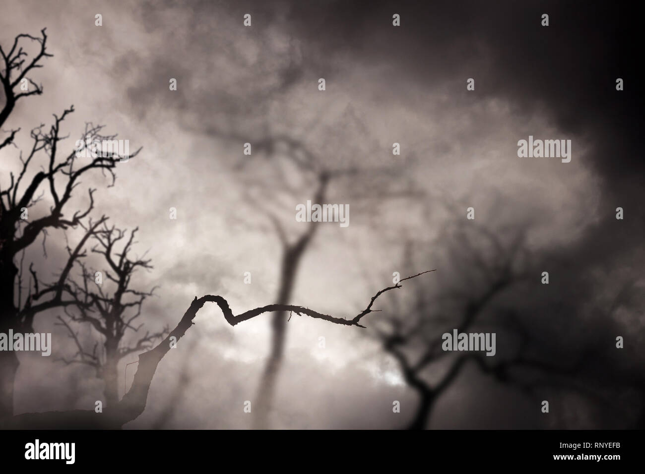 Spooky dark forest with dead trees at night Stock Photo Alamy