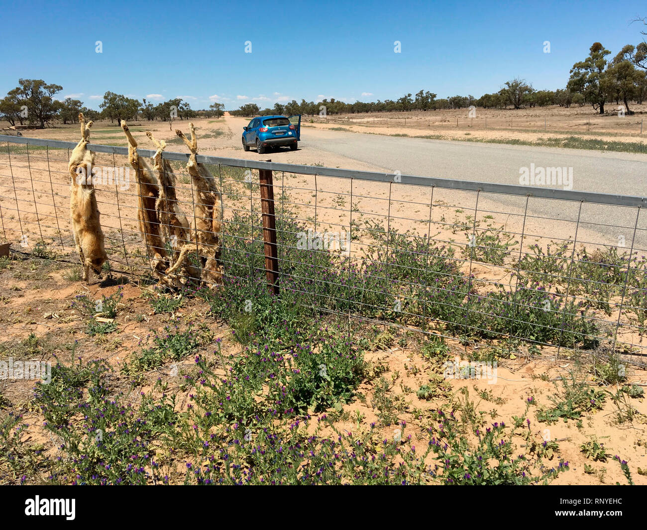 Dingoes strung up on a fence near Cobar, NSW, Australia Stock Photo