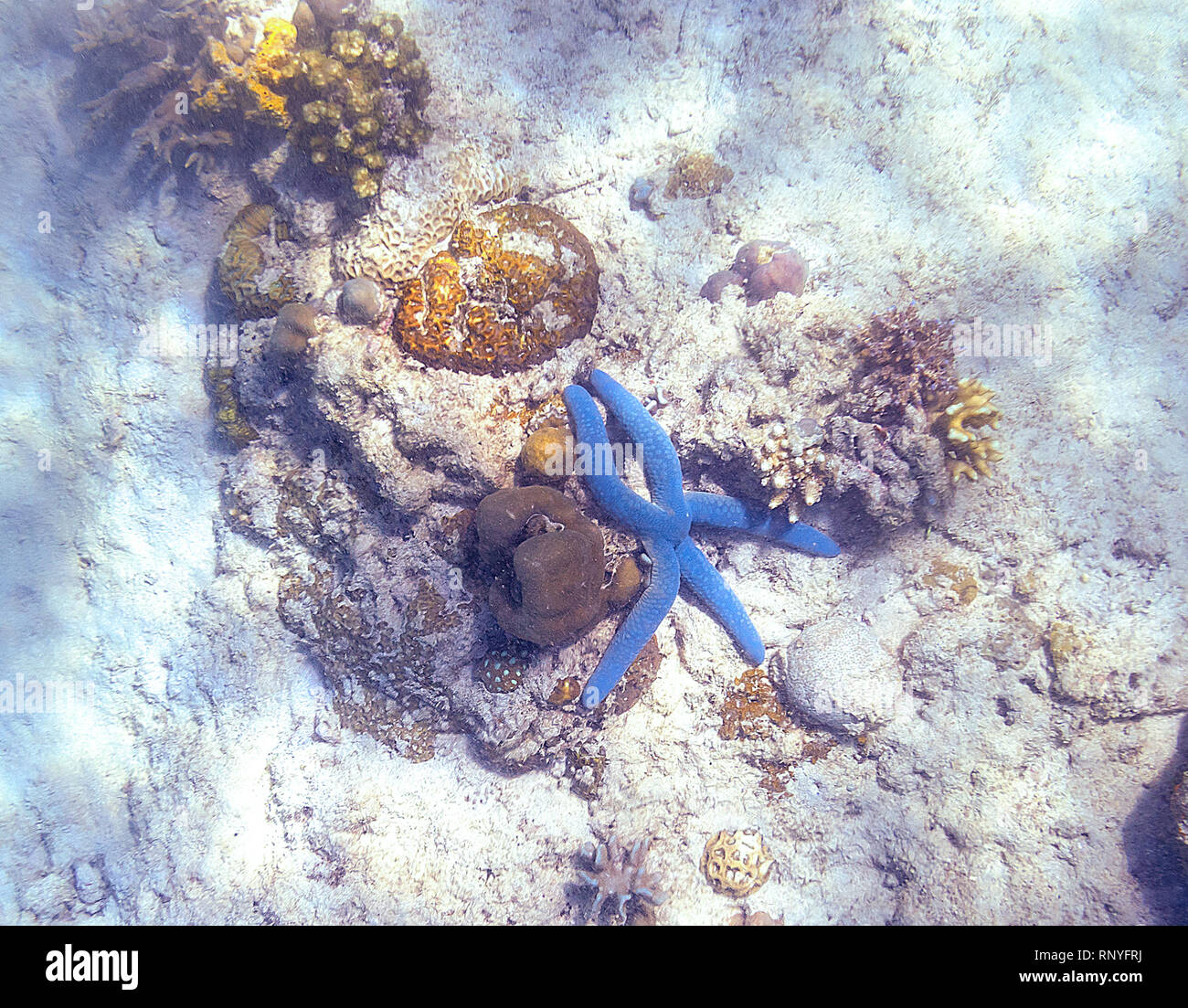 Snorkeling exploring underwater view - beautiful underwater blue colour starfish accompanying with coral reef on the seabed, close up Stock Photo