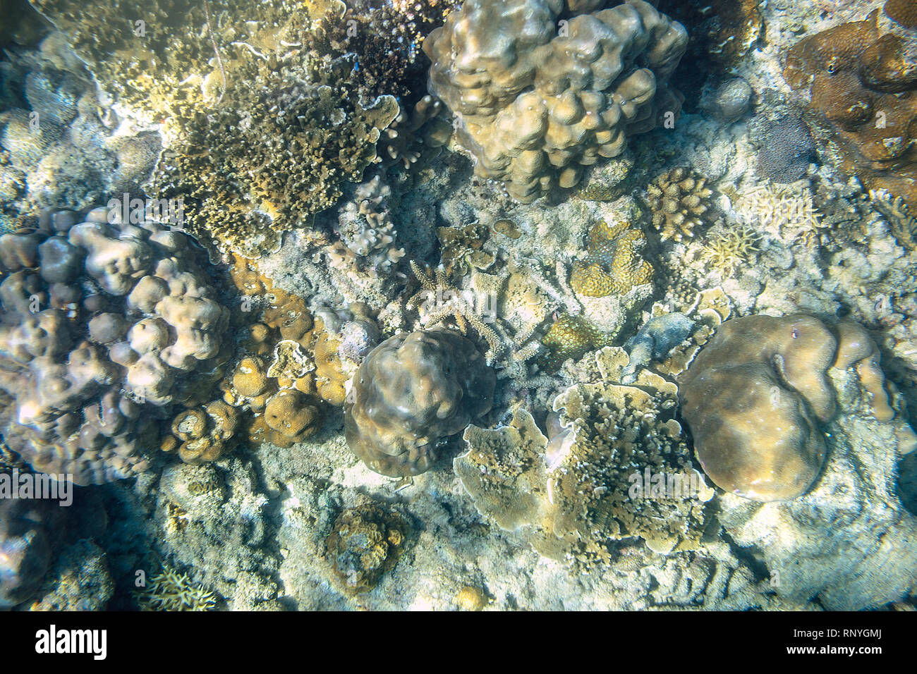 Snorkeling exploring underwater view - beautiful underwater antler carol reef on the seabed, close up Stock Photo