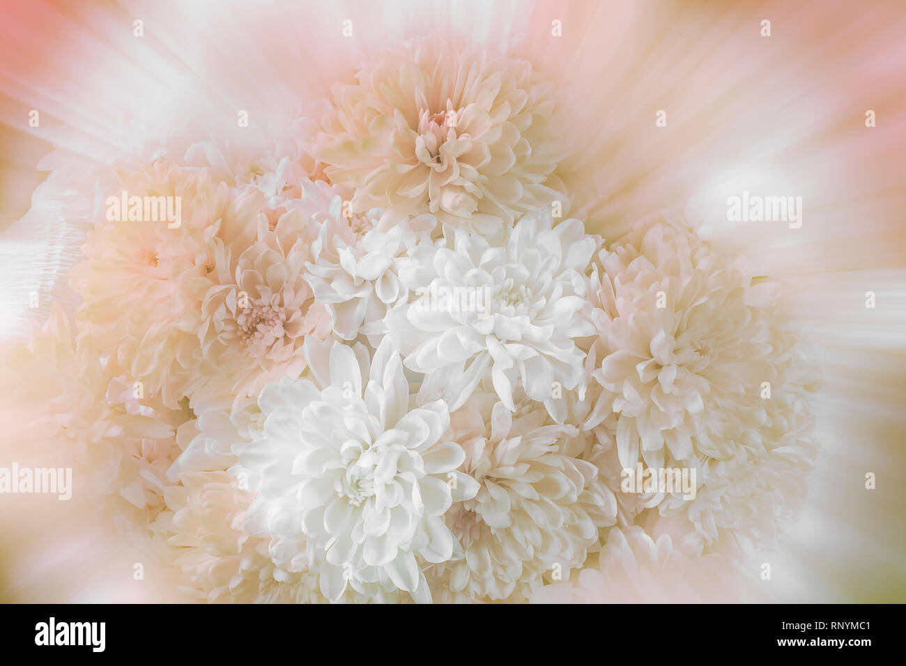 Vintage floral festive romantic artistic image of white and creamy colored chrysanthemums bouquet with soft selective focus on blurred background - te Stock Photo
