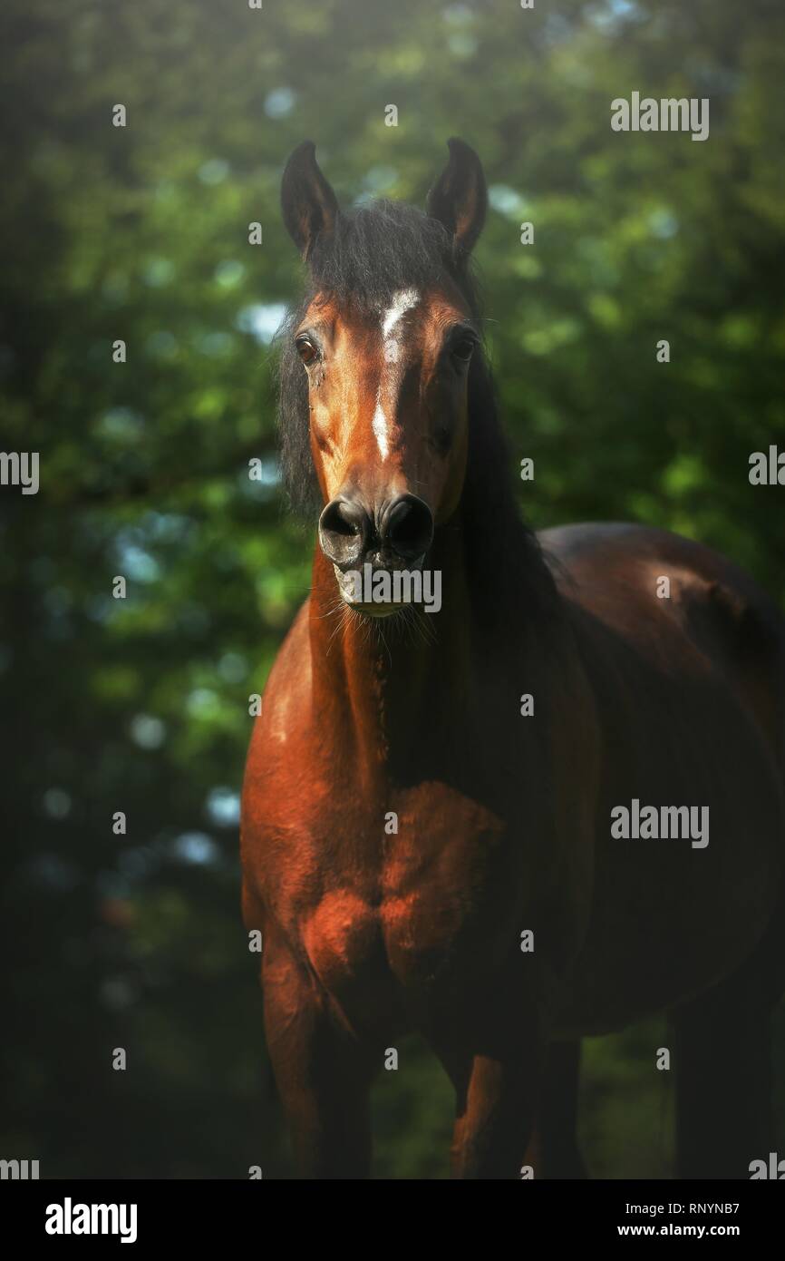arabian horse portrait Stock Photo