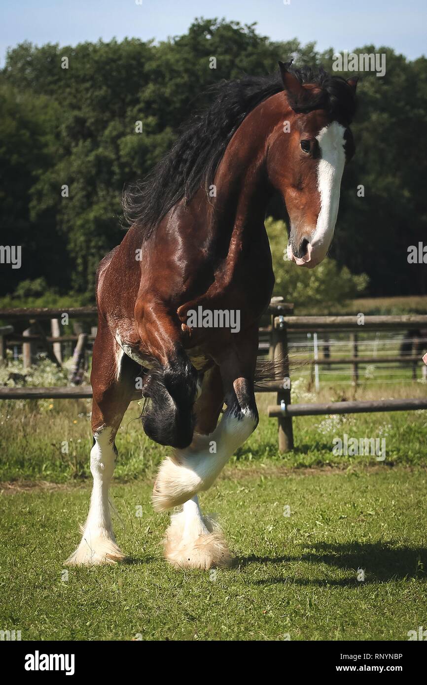 rearing Shire Horse Stock Photo