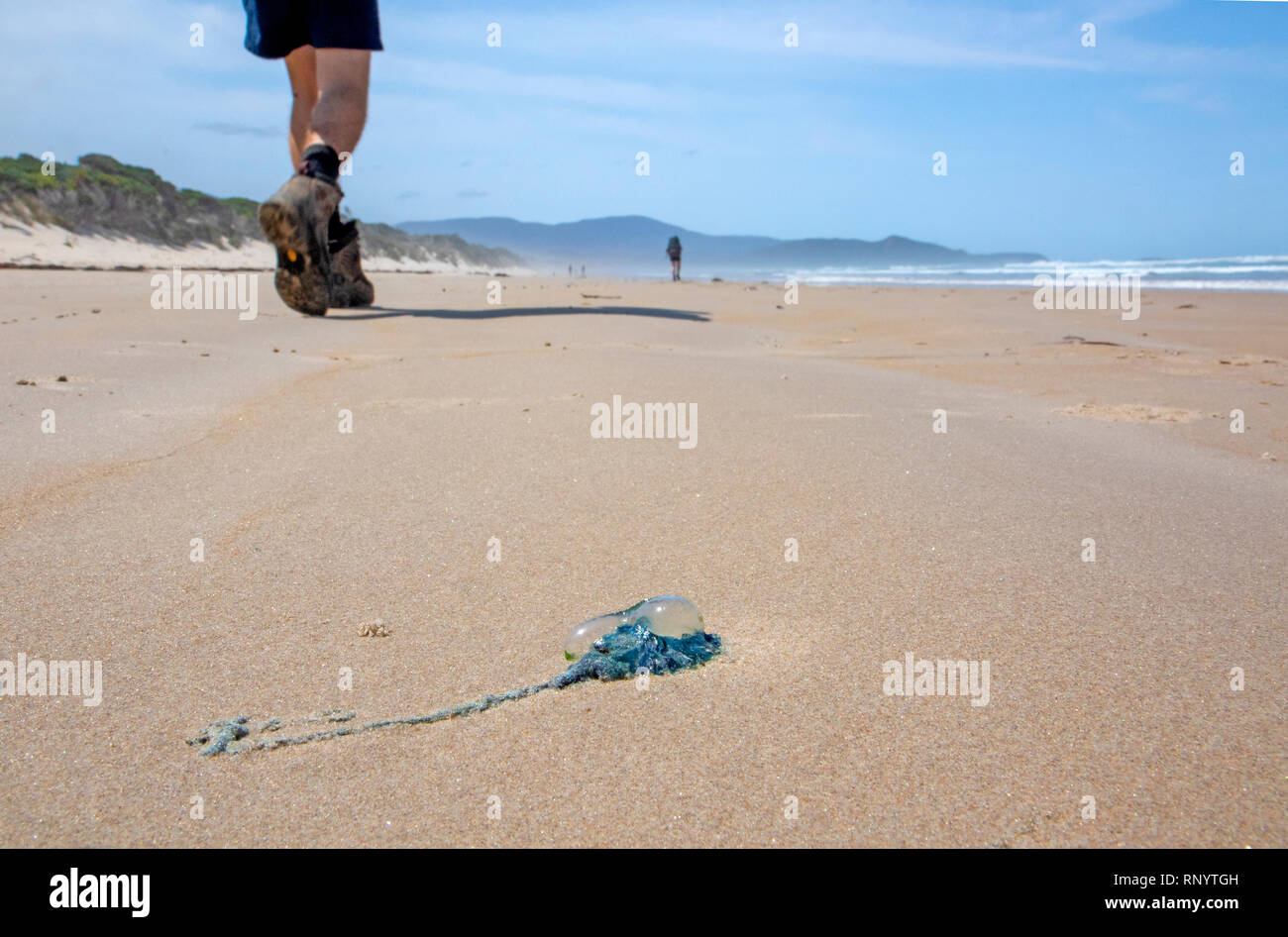 South Coast Track hiker passing a bluebottle jellyfish on Prion Beach Stock Photo