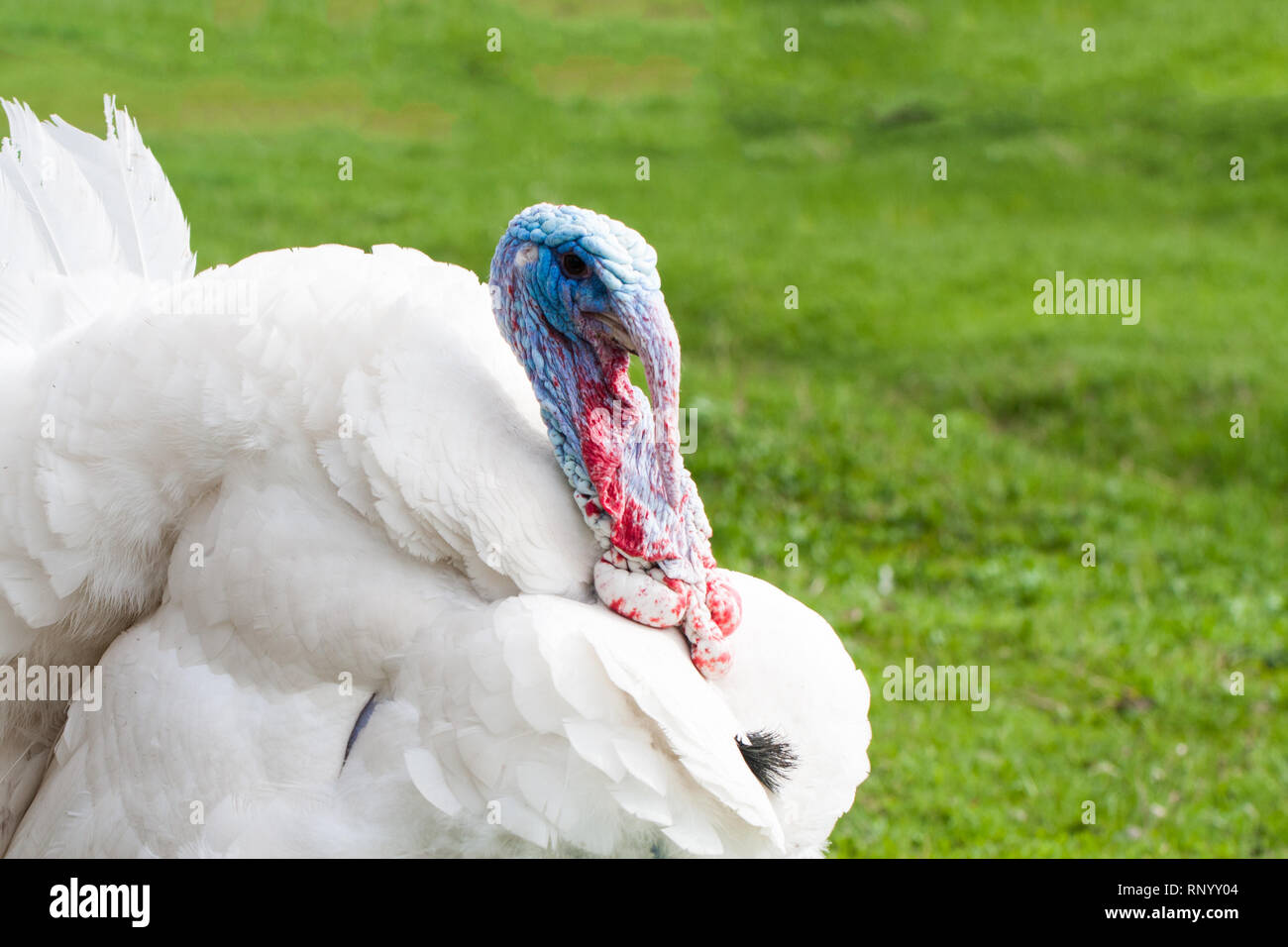 Portrait of a white turkey male or gobbler closeup on a green background. Stock Photo