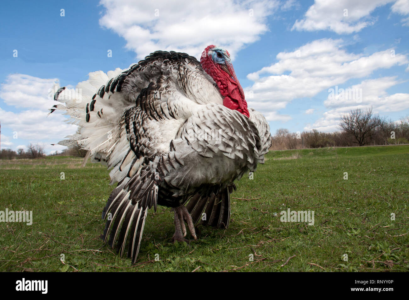 turkey male or gobbler closeup on the blue sky background. Stock Photo
