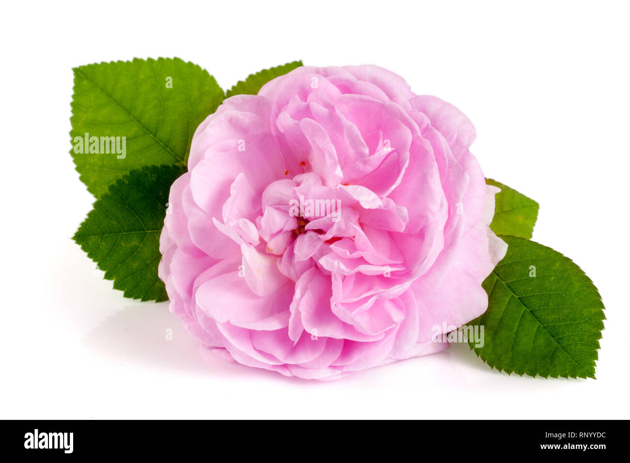 Blooming rose on rosehip Cut Out Stock Images & Pictures - Alamy