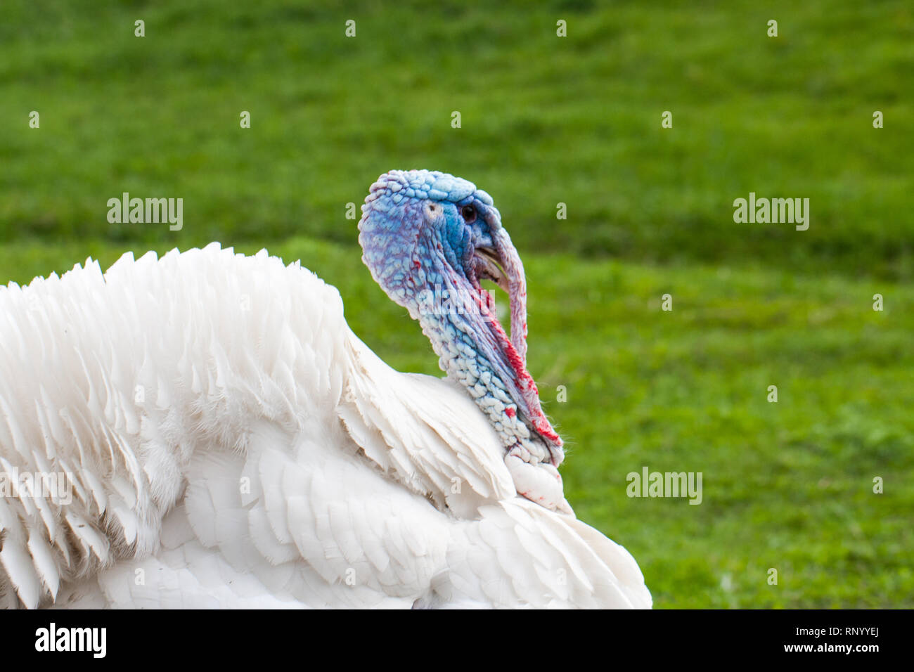 Portrait of a white turkey male or gobbler closeup on a green background. Stock Photo
