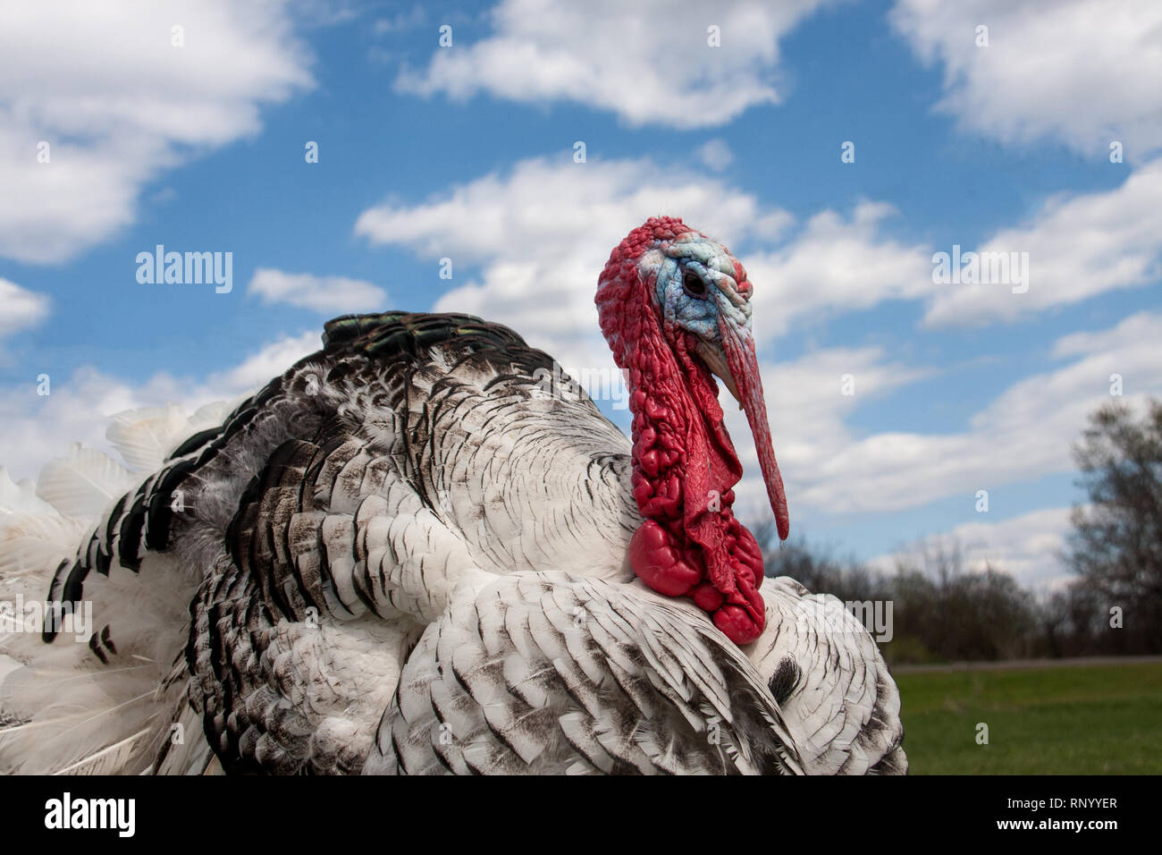 Portrait of a turkey male or gobbler closeup on the blue sky background. Stock Photo