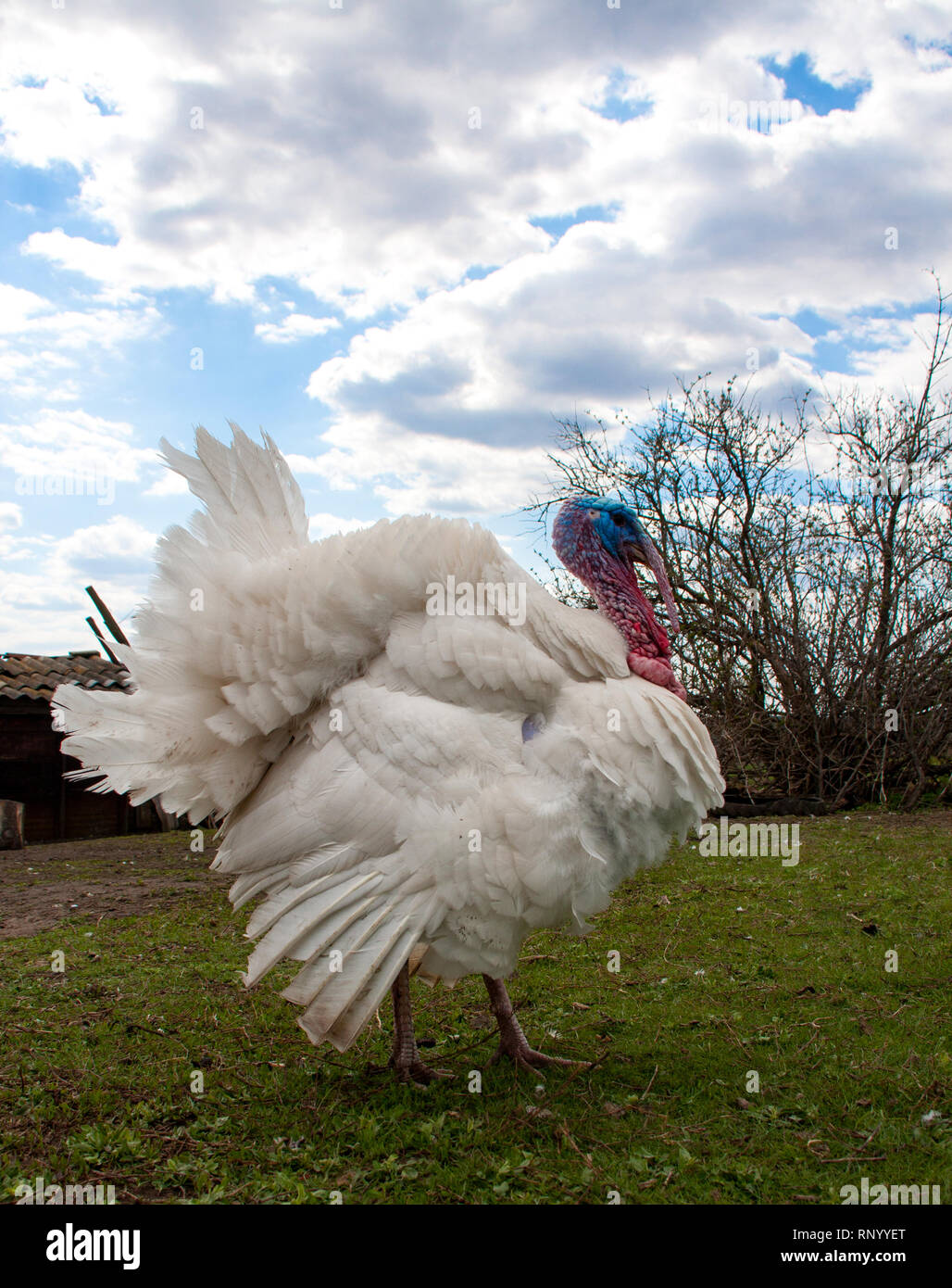 white turkey male or gobbler closeup on the blue sky background. Stock Photo