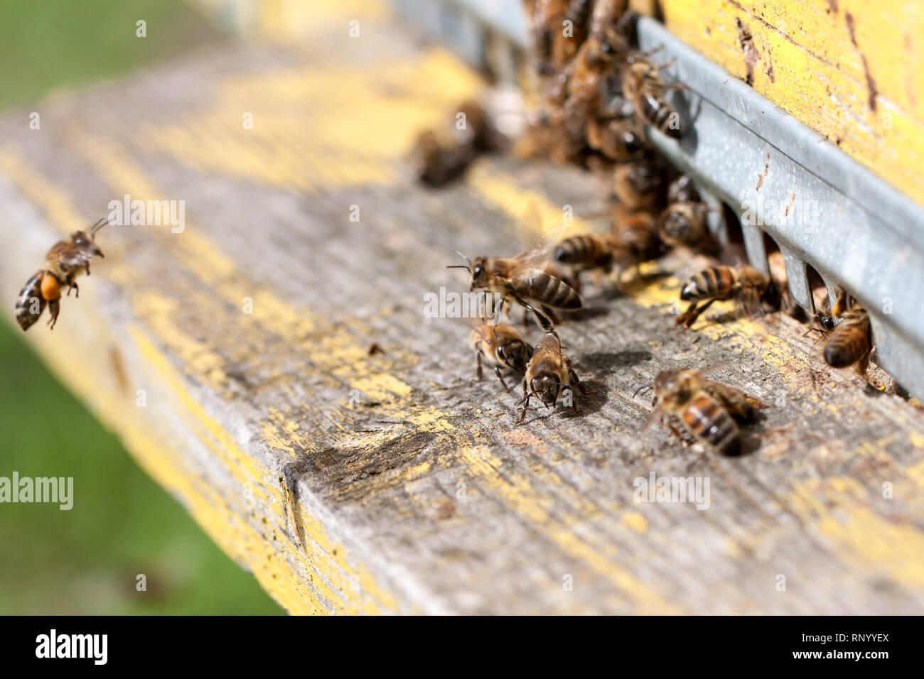 Honey bees swarm close up hi-res stock photography and images - Alamy