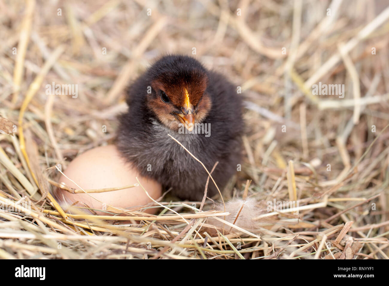 baby chicken with eggs in the straw nest Stock Photo - Alamy