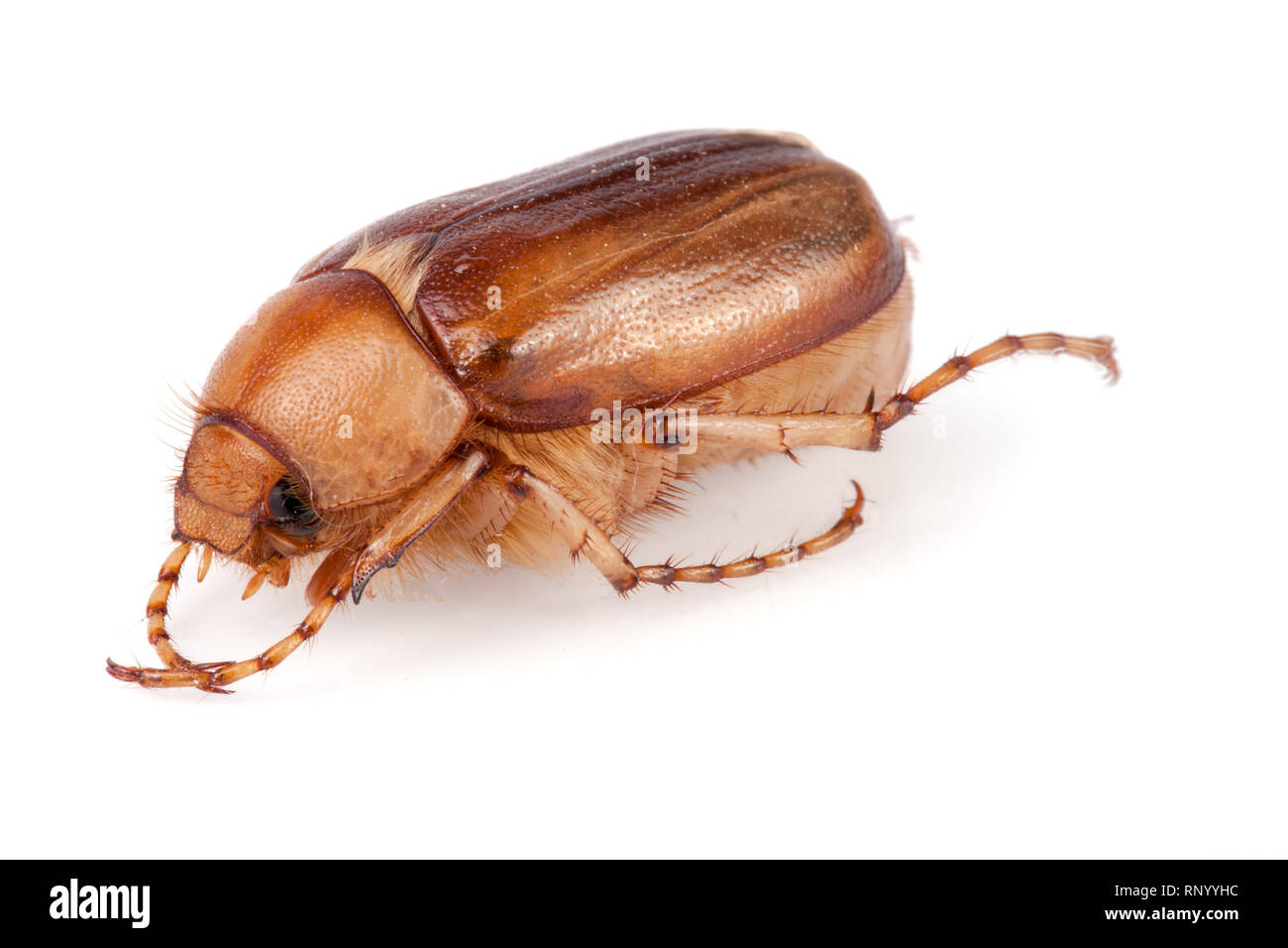 May beetle or Cockchafer or Melolontha isolated on white background. Stock Photo