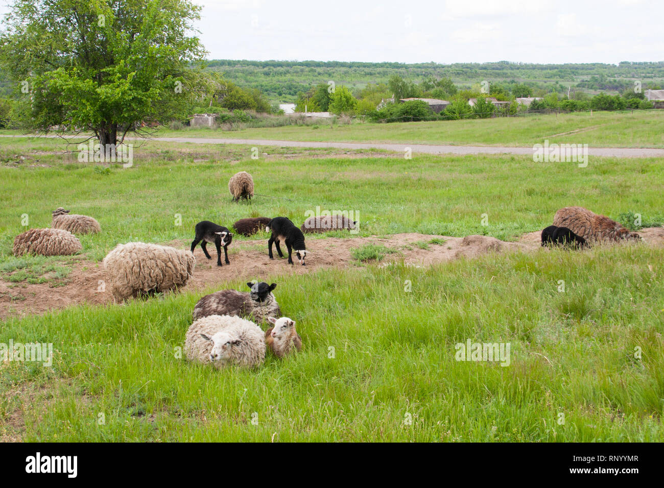 A flock of sheep grazing in a meadow Stock Photo - Alamy
