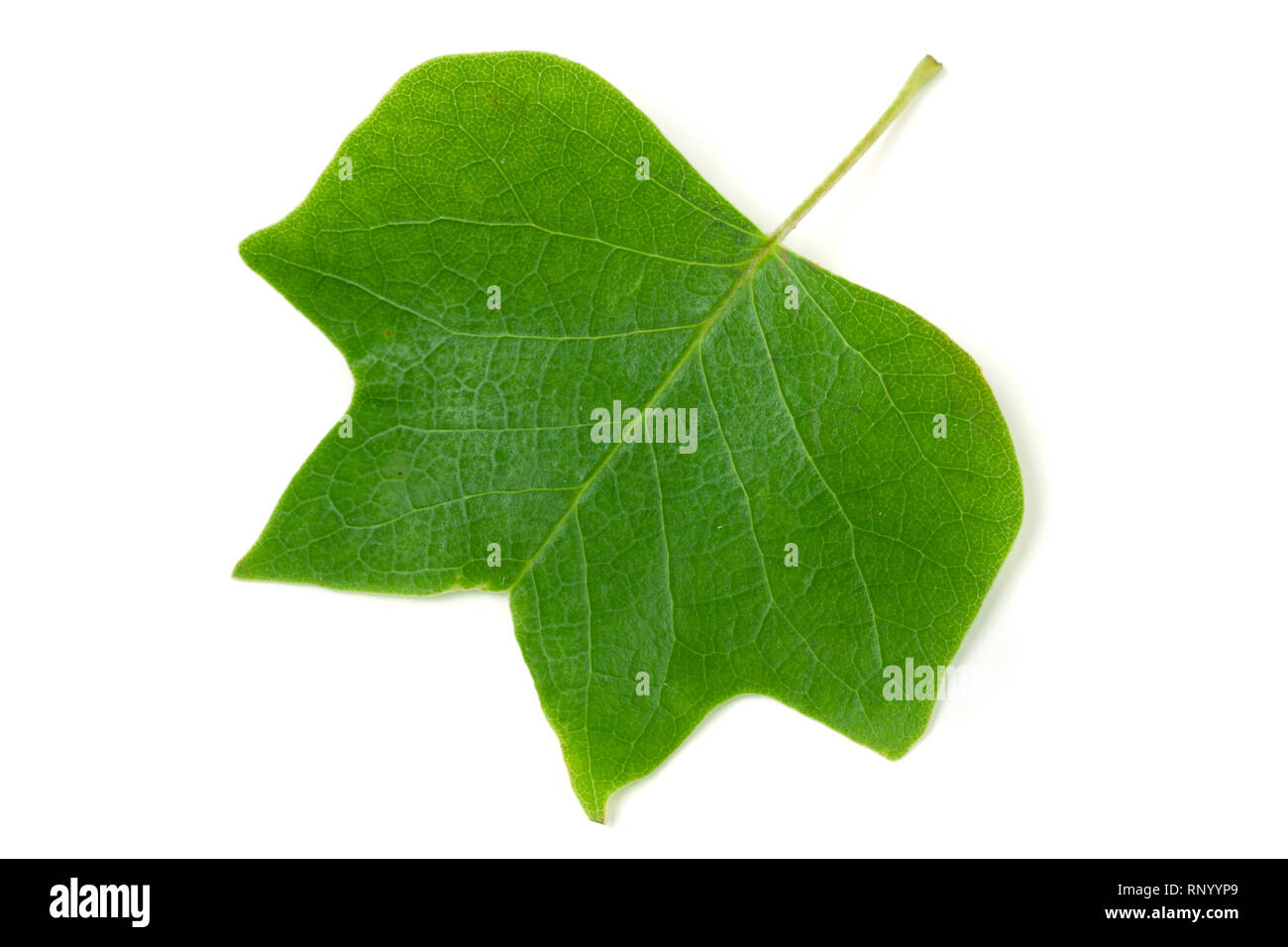 A Tulip poplar leaf Liriodendron tulipifera isolated on a white background. Stock Photo