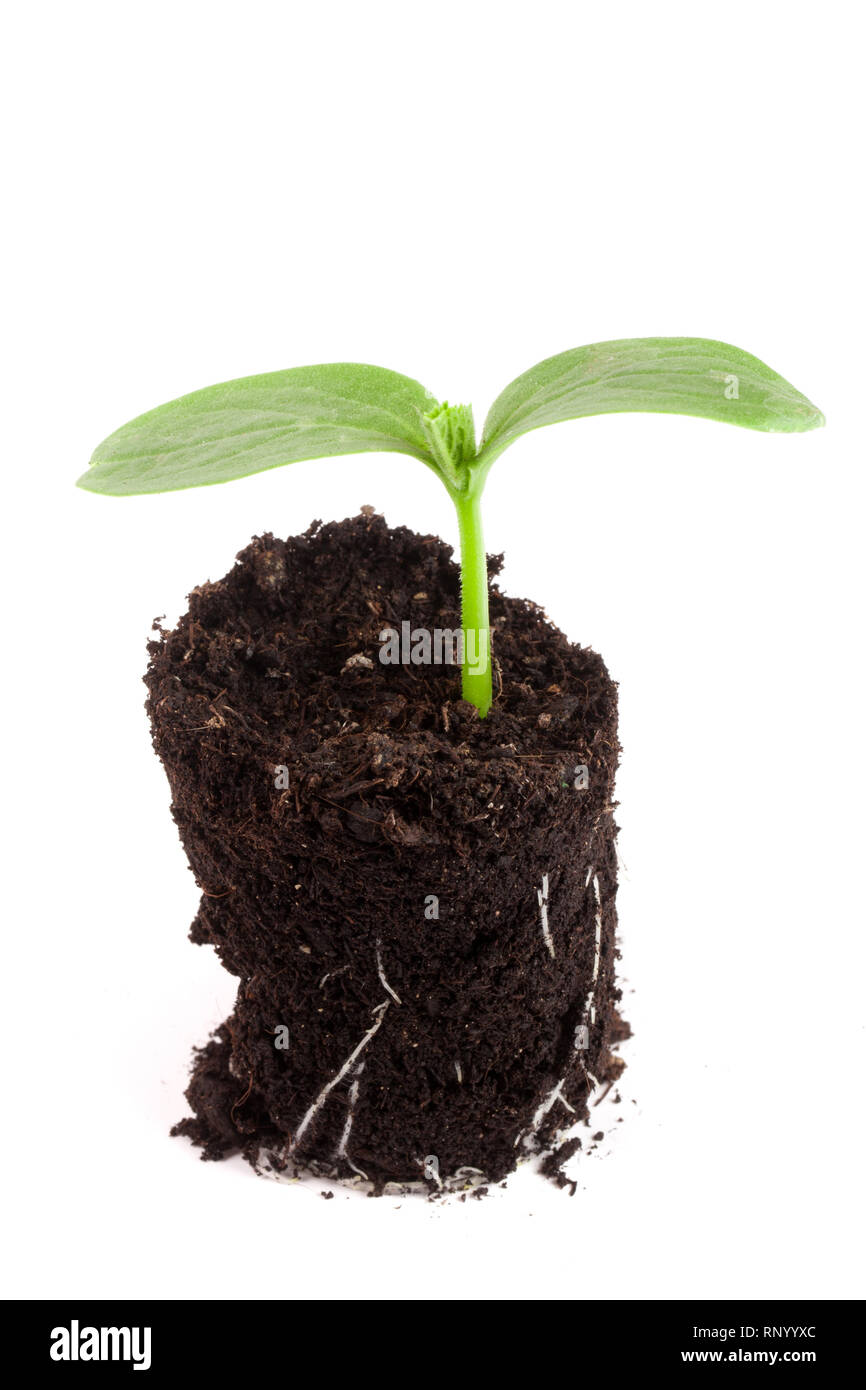 Cucumber seedling in soil isolated on white background. Stock Photo