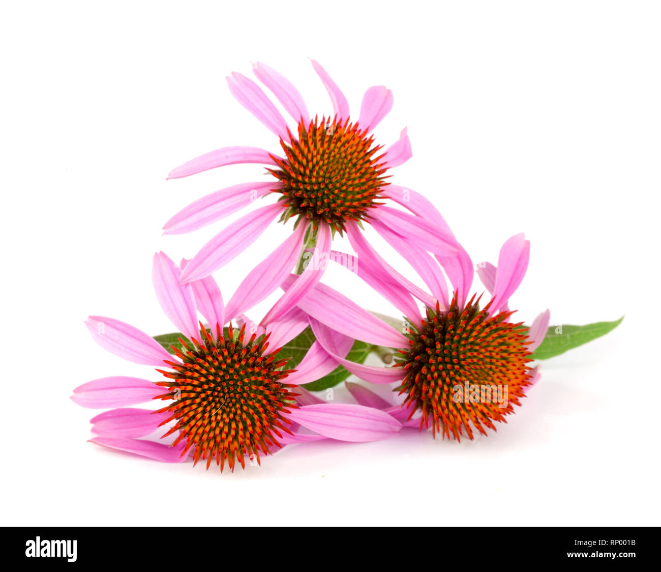 Coneflower or Echinacea purpurea with leaf isolated on white background