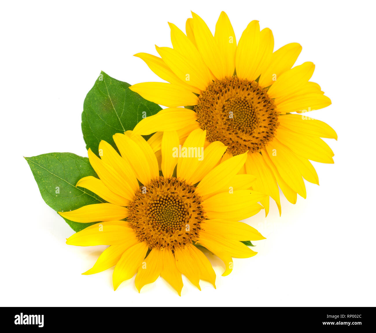 Two sunflowers with leaves isolated on white background Stock Photo - Alamy