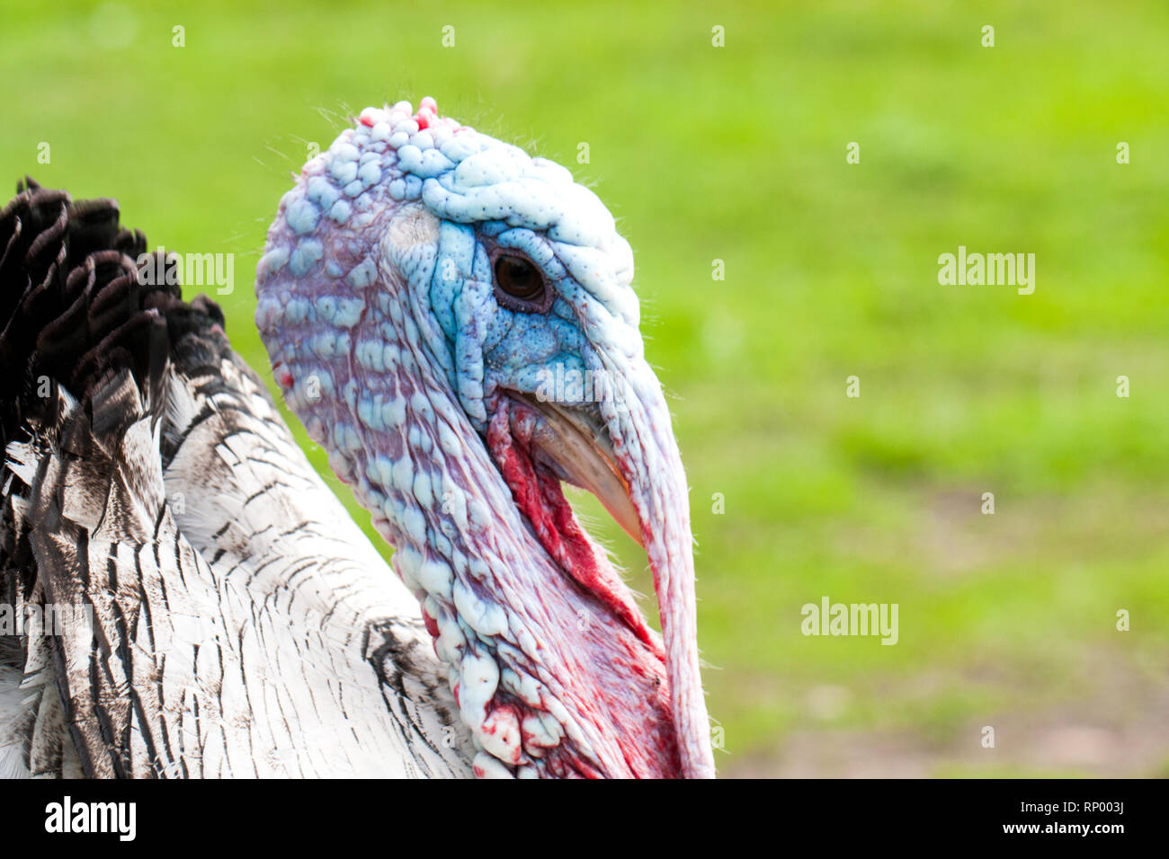 Portrait of a turkey male or gobbler closeup on a green background. Stock Photo
