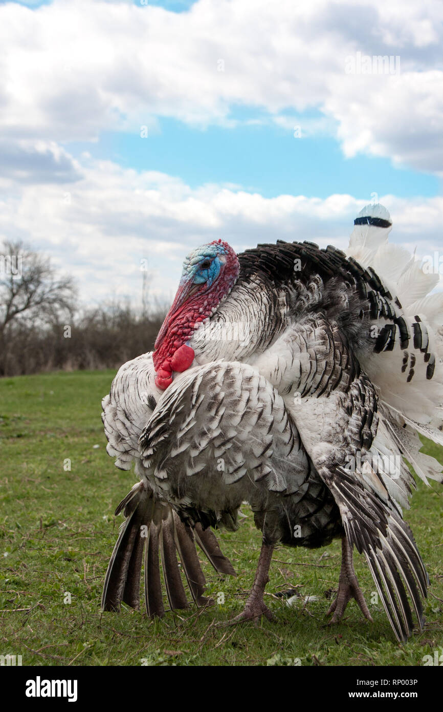 turkey male or gobbler closeup on green grass with blue sky. Stock Photo