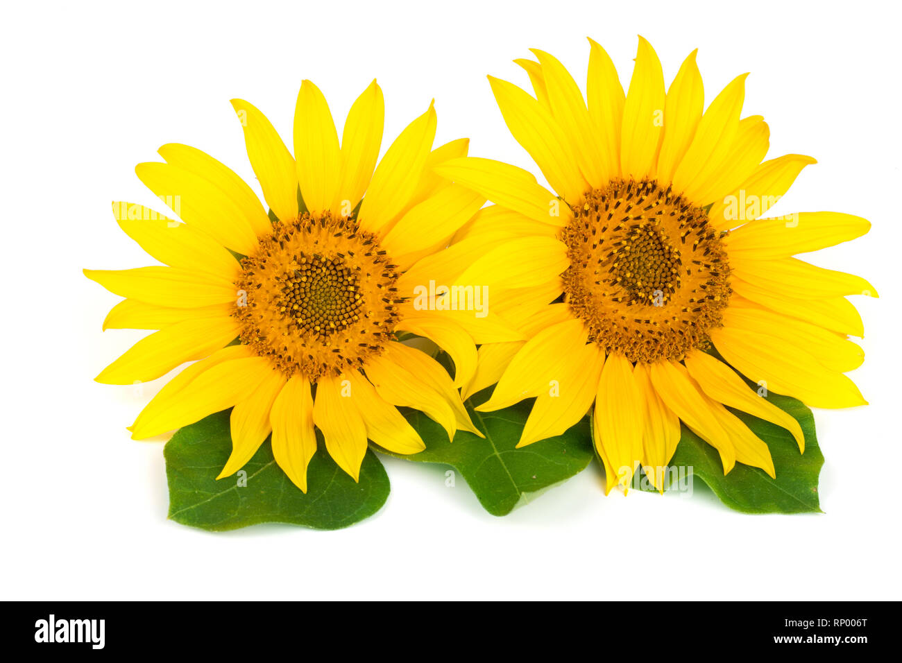 Two sunflowers with leaves isolated on white background. Stock Photo