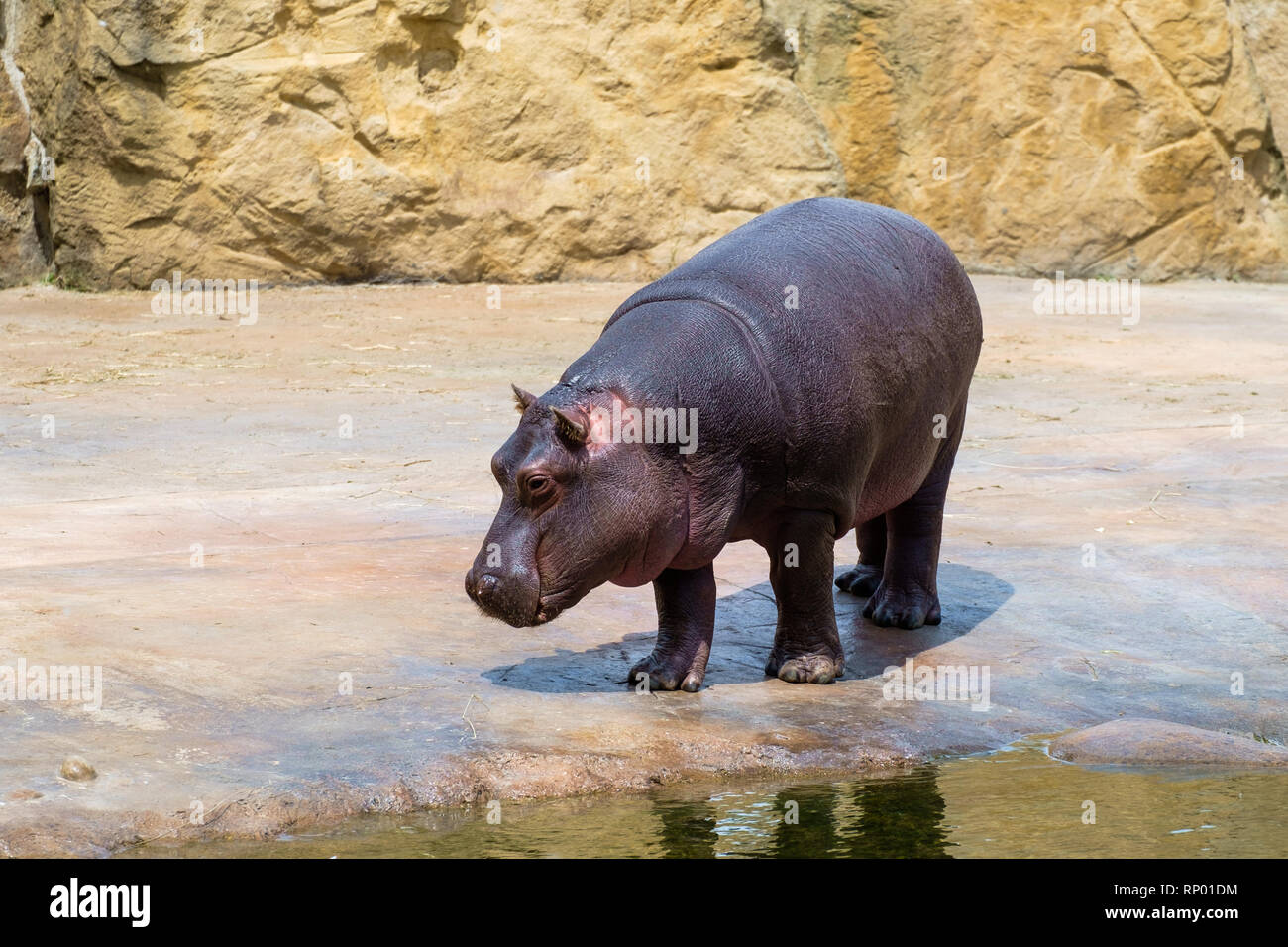 barby hippopotamus hippopotamus amphibius