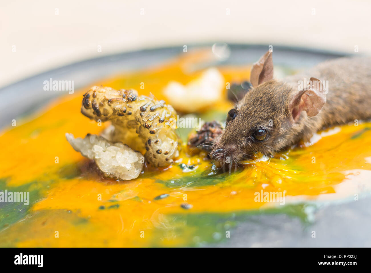 Rat in glue trap Stock Photo - Alamy