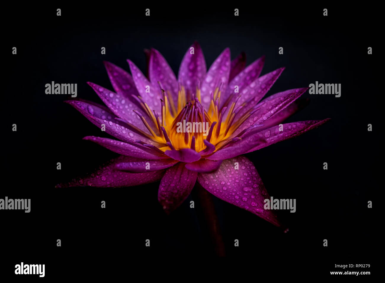 Water lily with water drops isolated on black background Stock Photo ...