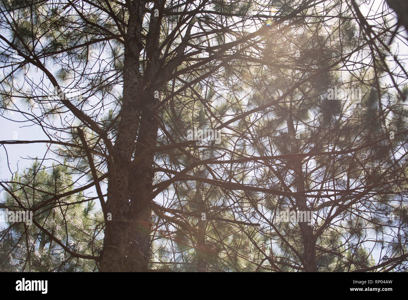 Pine tree images hi-res stock photography and images - Alamy