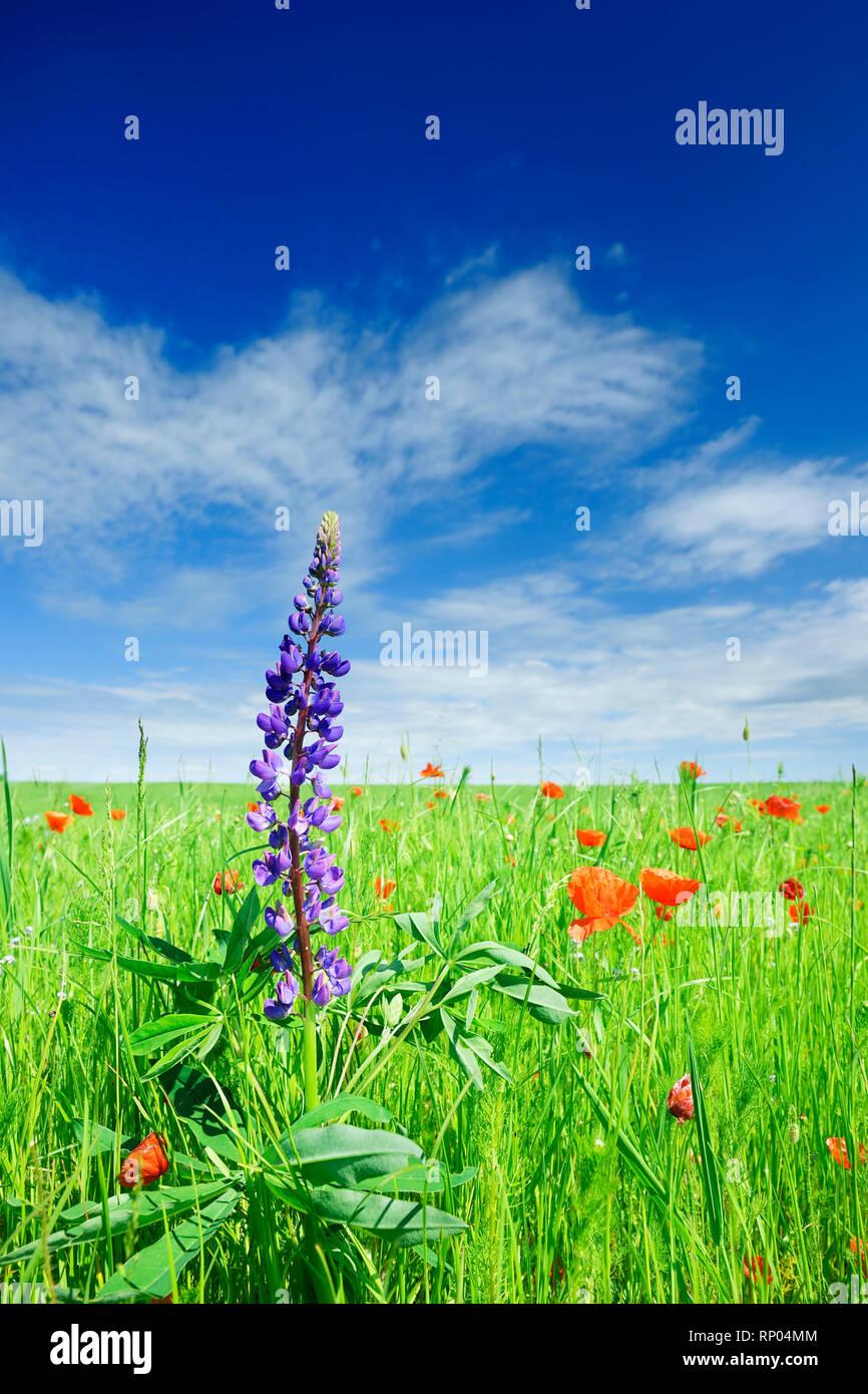 Beautiful poppies on green field with blue sky and clouds in background ...