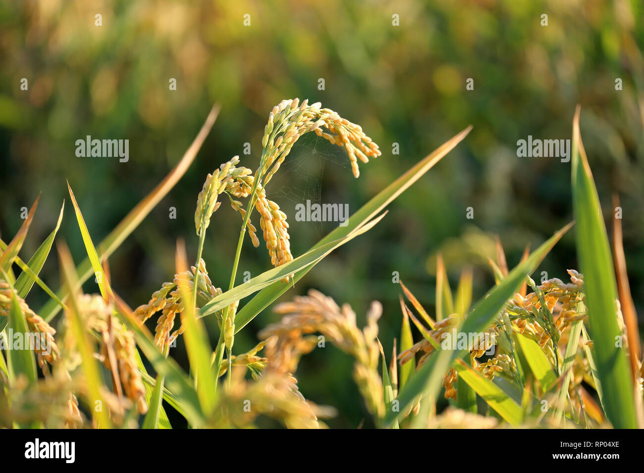 Rice ears in a paddy field, full frame Stock Photo