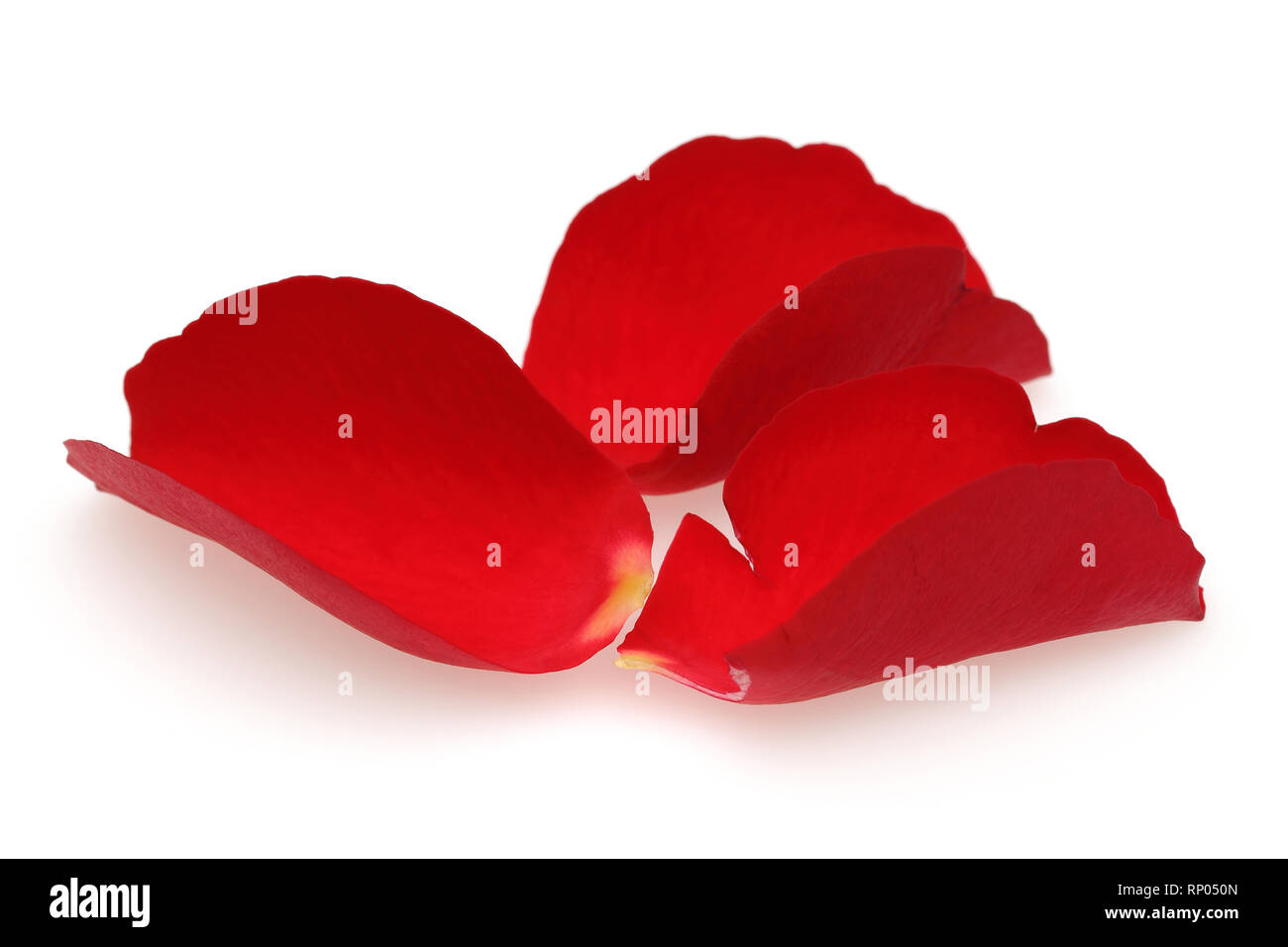 Red rose rose petals isolated on white background Stock Photo - Alamy