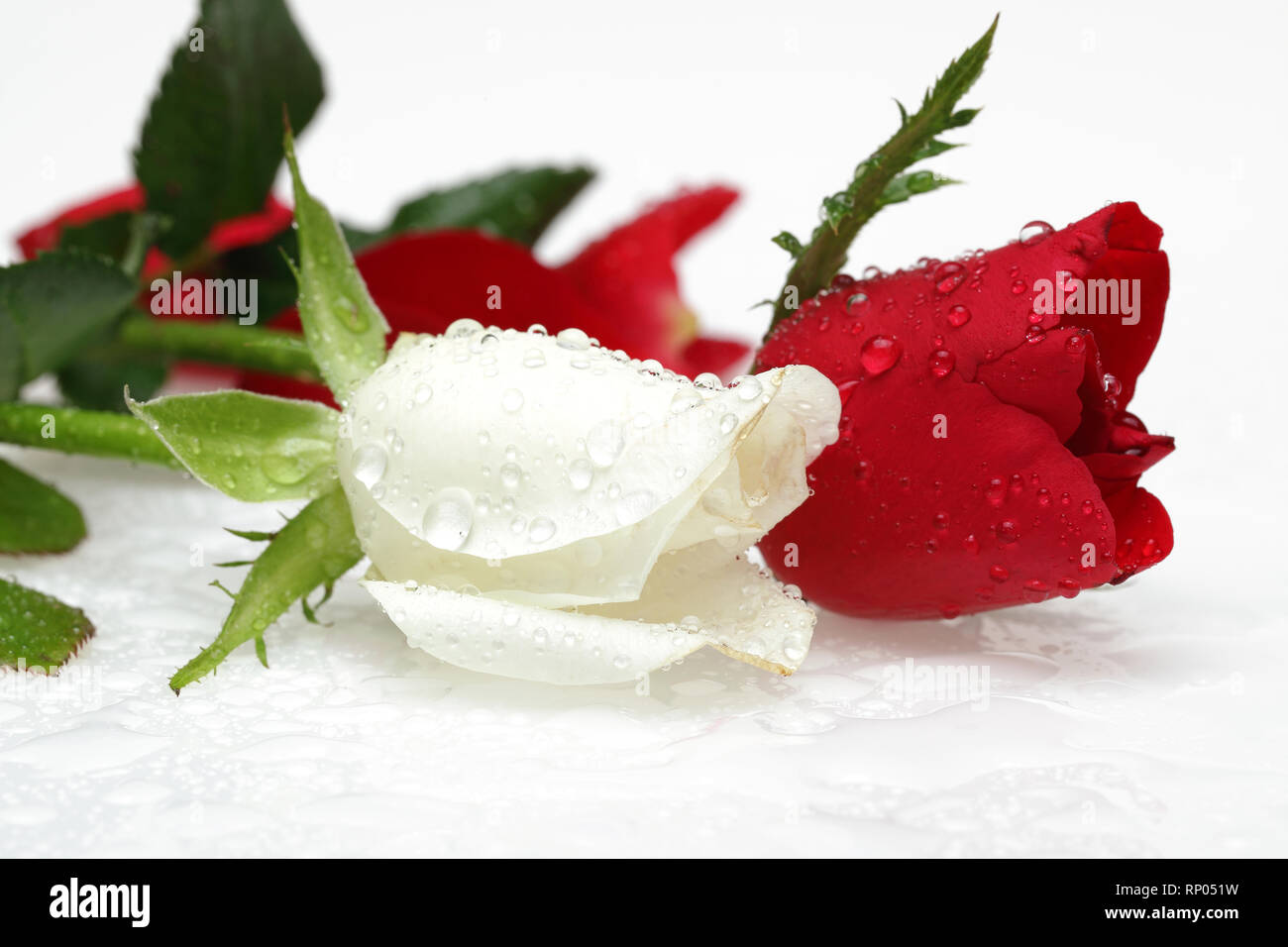 White and red rose with water drop isolated on white background Stock Photo  - Alamy