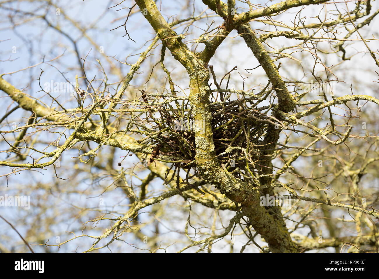 An empty woodpigeon nest in February close to housing. The woodpigeon, Columba palumbus, is one of the most common birds in the UK with a population n Stock Photo