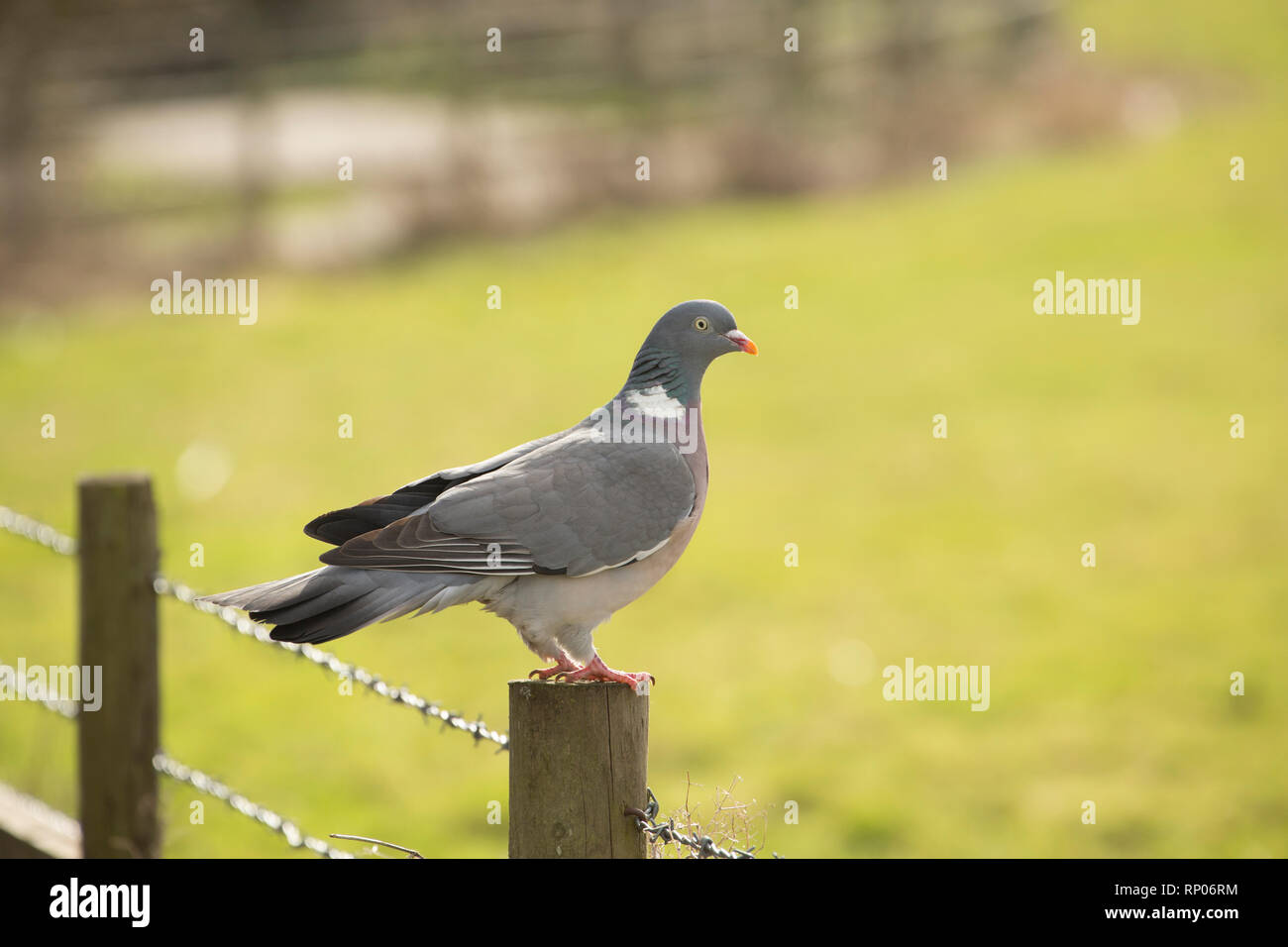 A woodpigeon, Columba palumbus, perched on a fence looking out across fields close to housing. The woodpigeon is one of the most common birds in the U Stock Photo