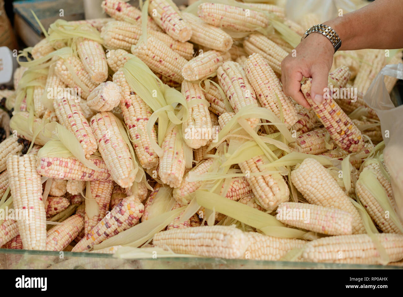 Ripe of waxy corn Stock Photo Alamy