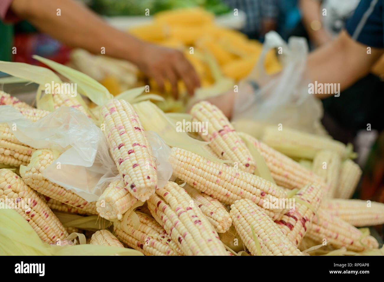 Ears of waxy maize Stock Photo Alamy