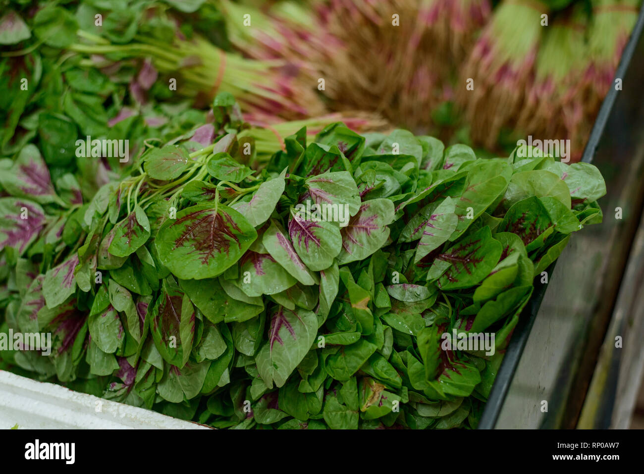 Pile of Chinese spinach Stock Photo