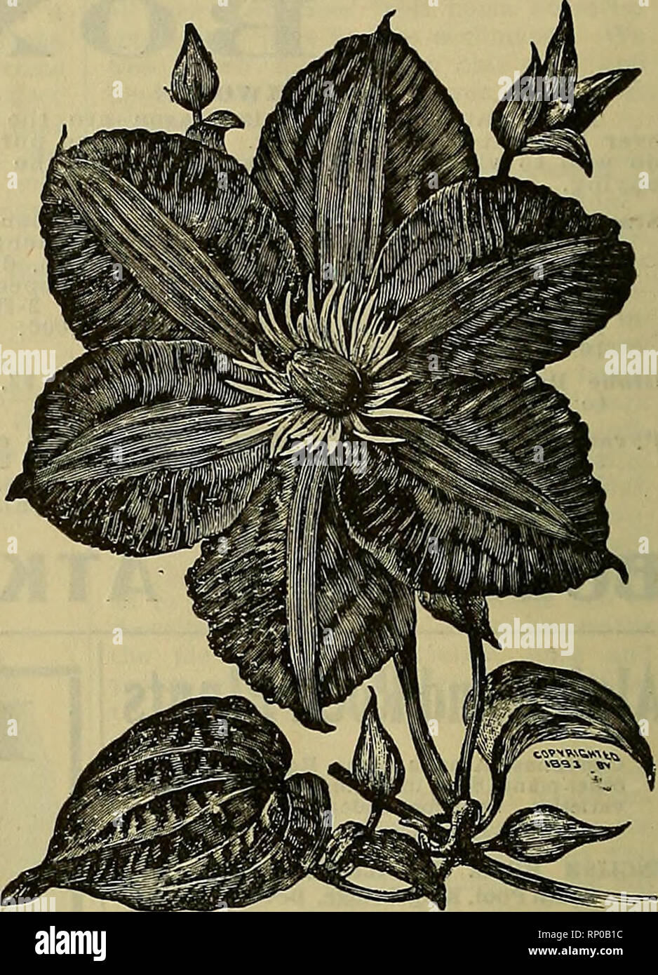 . The American florist : a weekly journal for the trade. Floriculture; Florists. 638 The American Florist. April i8, Dreer's llardy Climbers. Clematis Hybrids, such as Jackmanl, Jackmanl Superba, per doz. Per 100 Henryl, Duchess of Edinburgh. Fairy Queen, Sieboldi, Gipsy Queen, Lilacina, Floribunda, Mme. Baron Villard, Mme. Van Houtte, Miss Bateman,Standishi, The Gem, The Presi- dent and Ville de Lyon, all in strong two-year-old plants...$3.00 $20.00 Clematis Montana Grandiflora, new early flowering variety, verv desirable 3 ceach 3 00 Clematis Montana Rubens, new, identical with above, except Stock Photo