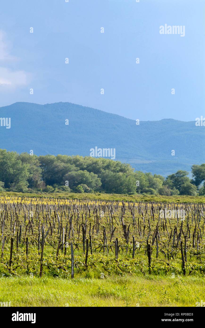 Vineyards in the Kakheti Valley in Georgia. Historians say that wine has been made in the Kakheti Valley - a verdant belly of fertile plains ridged wi Stock Photo