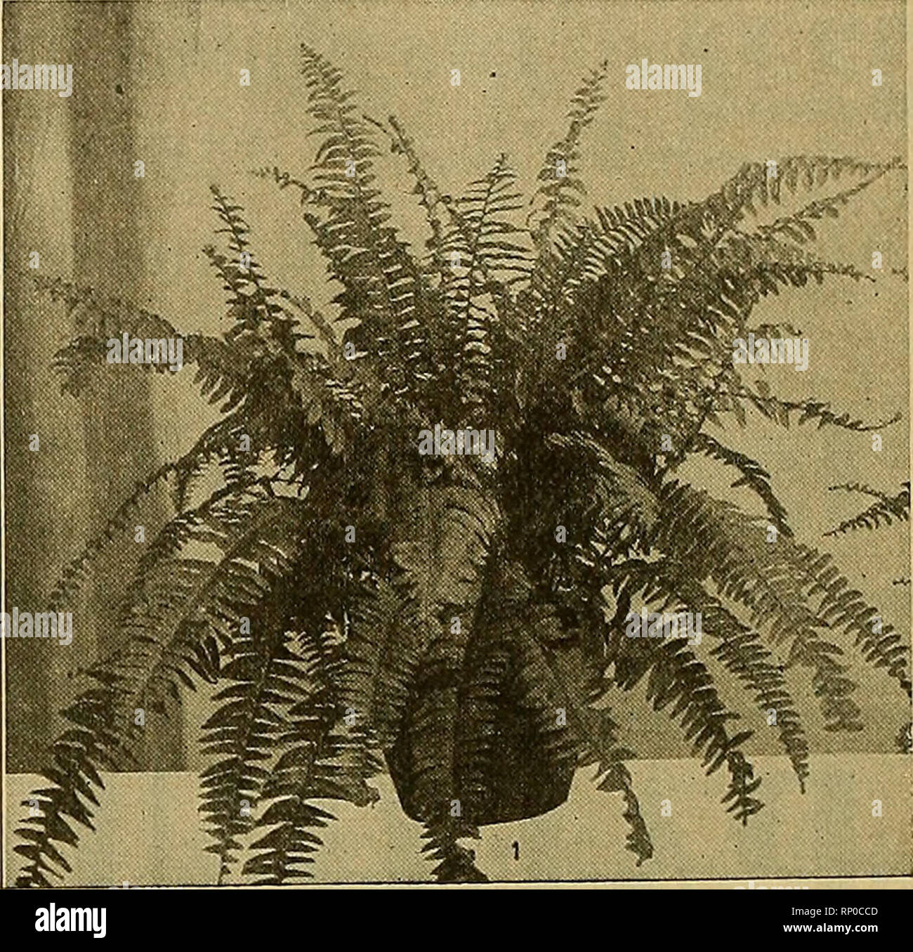 . The American florist : a weekly journal for the trade. Floriculture; Florists. 428 The American Florist. Sept. 9^ BOSTON FERNS Large Stock of Fine Plants 4-inch, at $ 1.50 per dozen 5-inch, at 3.00 per dozen 6-inch, at 6.00 per dozen 7-inch, at 9.00 per dozen 8-inch, at 12.00 per dozen 9-inch, at 15.00 per dozen Extra Special—$1.50 We have a very fine lot of 9-in. Boston Ferns at the above price. These are very beautiful specimens.. The George Wittbold Co. 737 Buckingham Place, LONG DISTANCE PHONE: GRACELAND 1112 CHICAGO, ILL. BELLE WASHBIRN BEST RED CARNATION Field plants, all strictly firs Stock Photo
