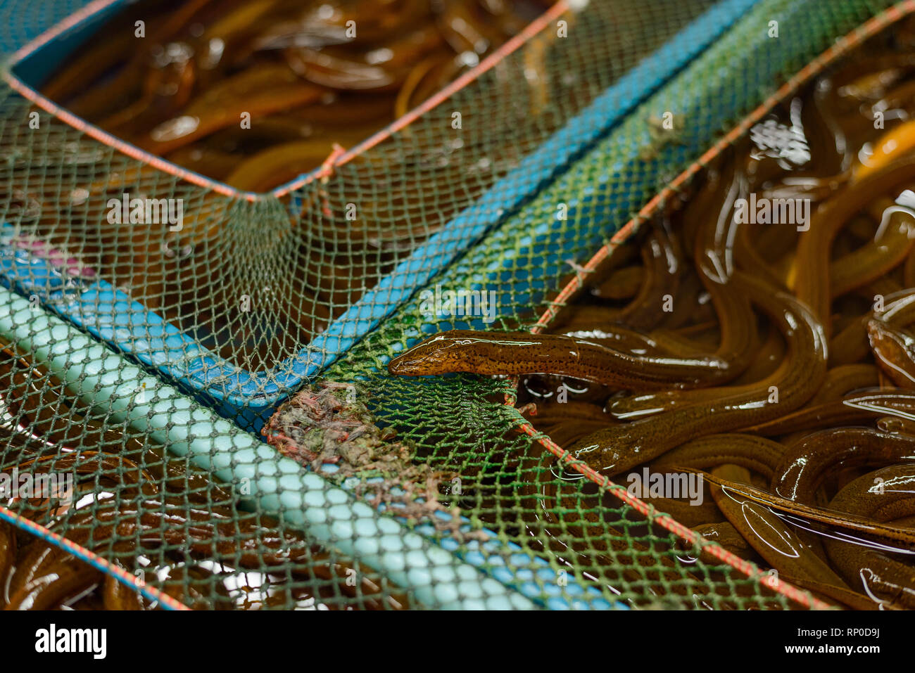 Live eels for sale Stock Photo Alamy