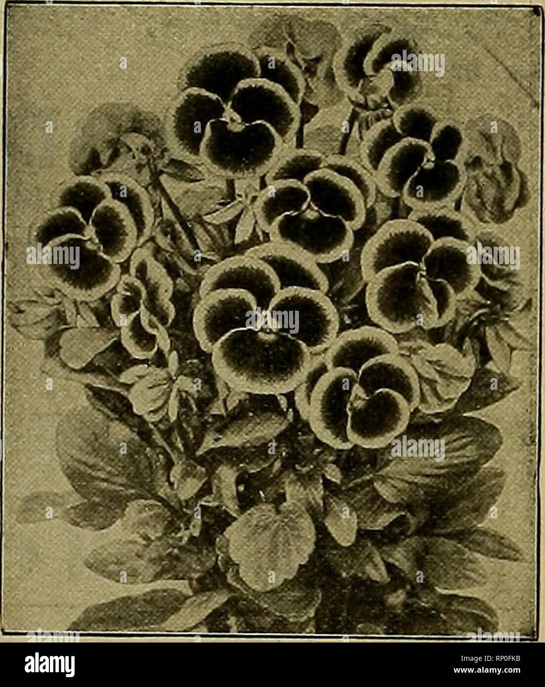 . The American florist : a weekly journal for the trade. Floriculture; Florists. GIANT PANSY SEED Kenilworth Strain, light, niedium or dark mixture. Kenilworth Show. An extra fine stra 11 of large tiowers. Masterpiece. Curled, waw petals. Orchid Flowered. Mixed. Giant Bronze and Copper Mixture. Giant Fancy margined and edged. 1000 seeds, 25c; 5000, $1.00; ia-oz„ $1.25; 1 oz., $5.U0. For fuller descriptions see my ad. in July and August 2nd. 9th and 16th issues. Pansiesin separate colors, lOOO seeds, 25c. Giant Royal Purple. Giant Adonis, Giant Emperor William. Giant Dark Blue. Giant King of th Stock Photo