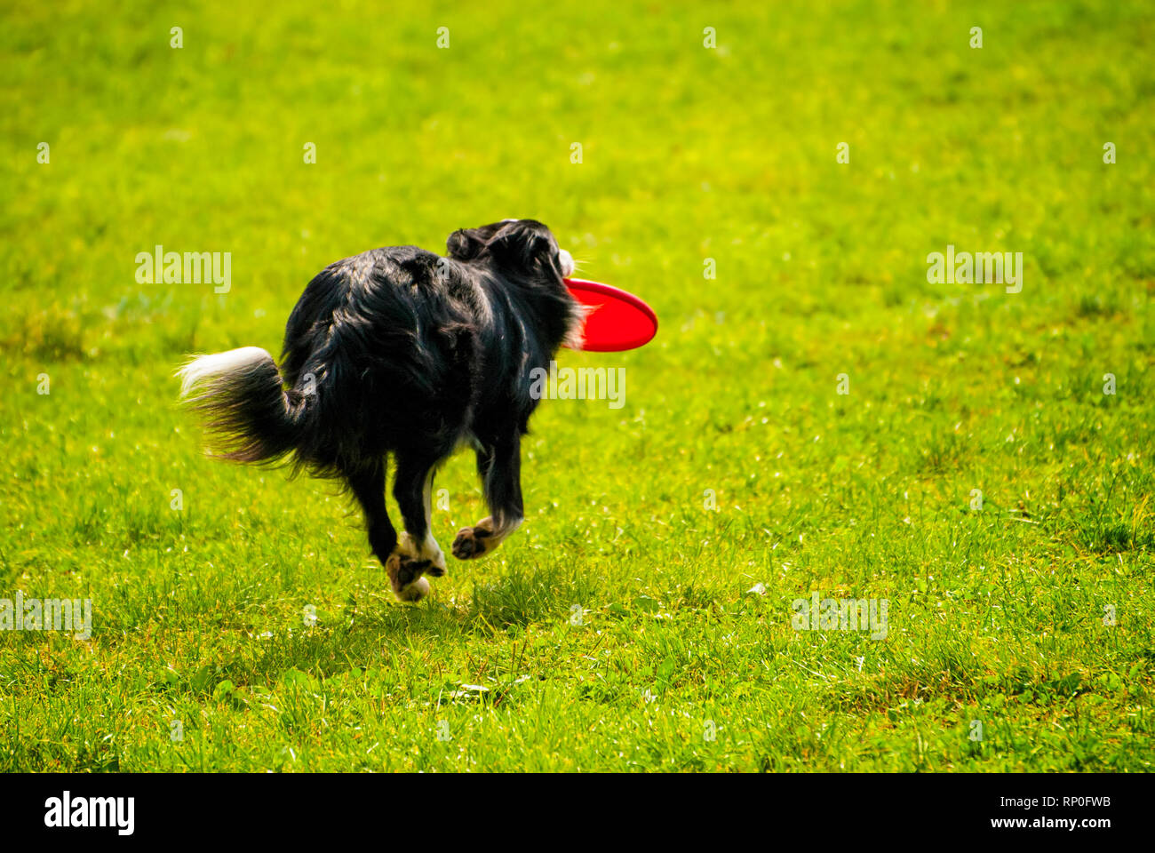 Dog border collie outdoors running with red disc. Stock Photo